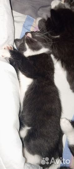 Котята в добрые руки 1 месяц