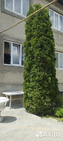 Продаётся туя