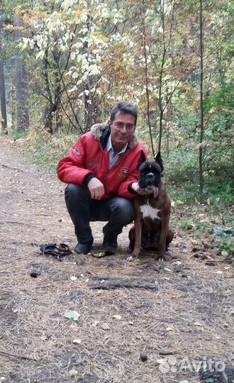 Воспитание и дрессировка собак Кинолог Зоопсихолог