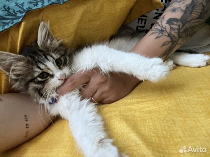 Котёнок девочка отдам в добрые руки