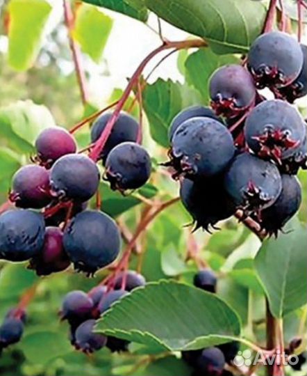 Ирга, Золотистая смородина, Облепиха- саженцы