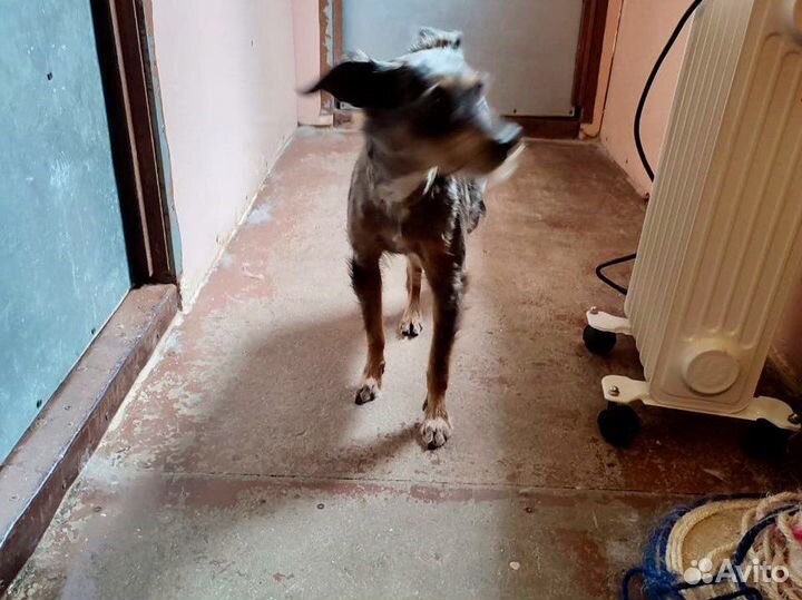 Собака размером с кошку попала в приют