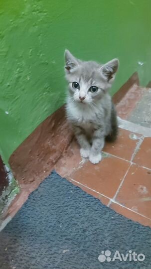 Котята в добрые руки бесплатно