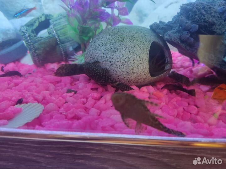 Сомики анцитрусы