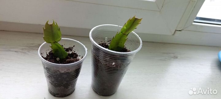 Декабрист шлюмбергера