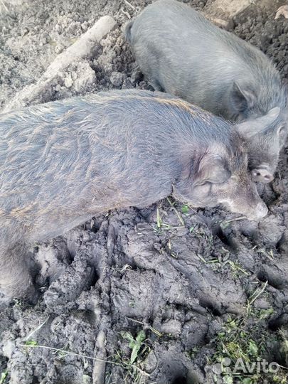 Гибрид дикий кабан с венгерской мангалицей