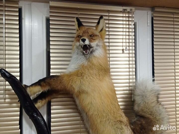 Чучело лисы