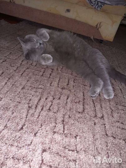 Британская