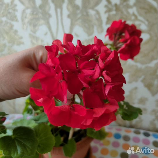 Пеларгония герань