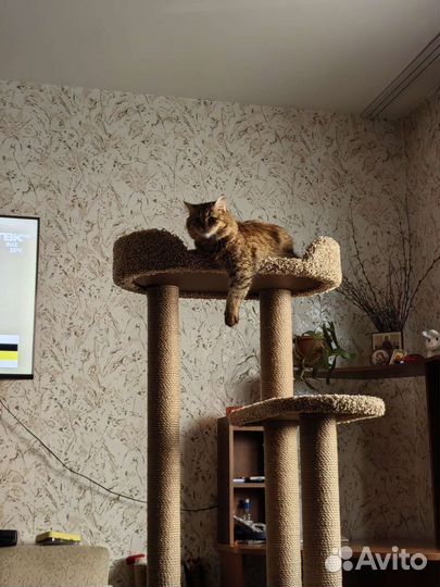 Когтеточка