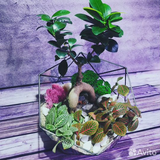 Флорариум Бонсай с живыми растениями