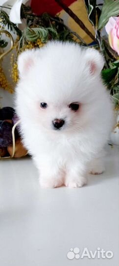 Померанский шпиц щенки