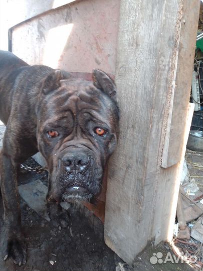 Кане Корсо вязка