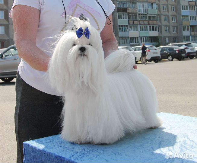 Мальтезе Чемпионы для вязки