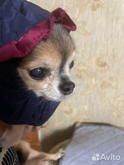 Шапочка для собачки