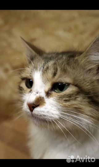 Кошка, кот, коты из Луганска