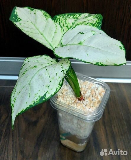 Аглаонема Супер вайт