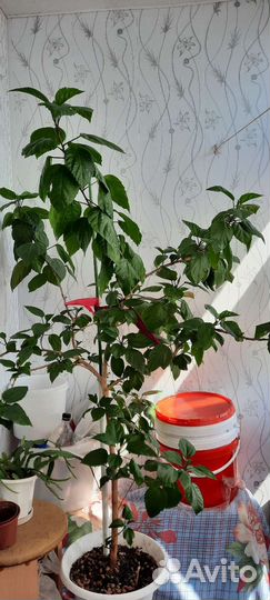 Гибискус китайская роза