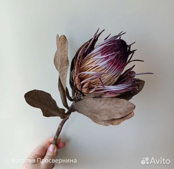 Экзотические сухоцветы. Протея. Банксия