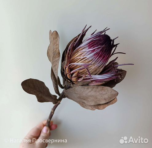 Экзотические сухоцветы. Протея. Банксия