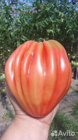 Семена томата 