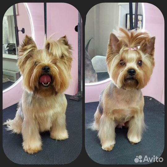 Груминг стрижка собак