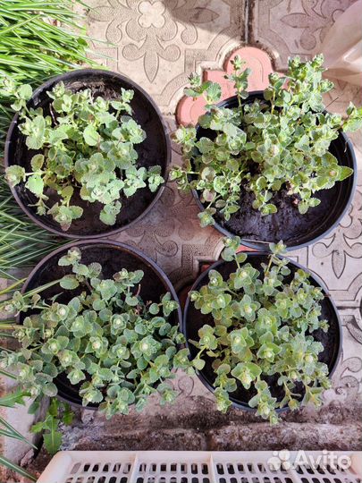 Котовник, гвоздика, поддон под горшки, вермикулит