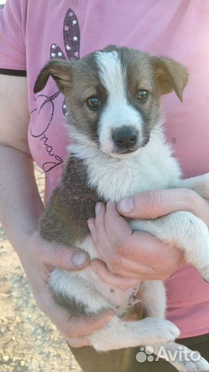 Щенок в добрые руки