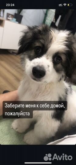 Щенок в добрые руки