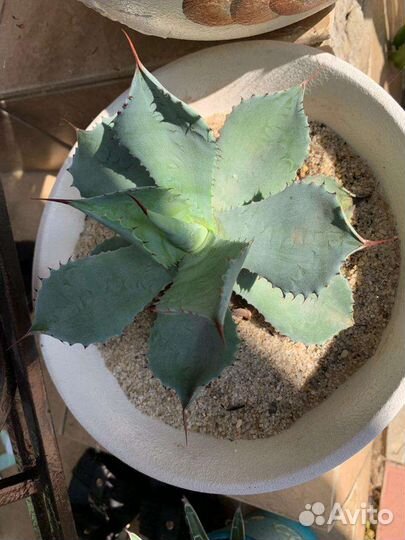 Агава комнатная