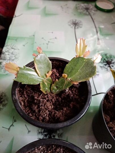 Декабрист шлюмбергера