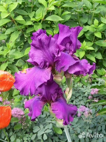 Рассада и многолетники