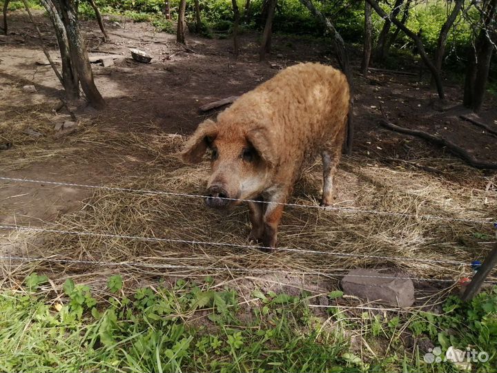 Свиньи взрослые