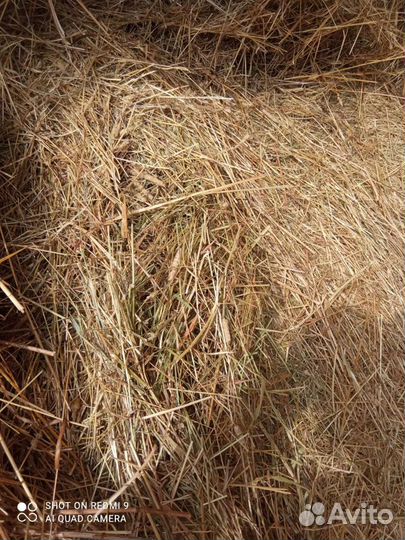 Продам сено