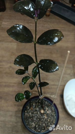 Замиакулькас чёрный равен