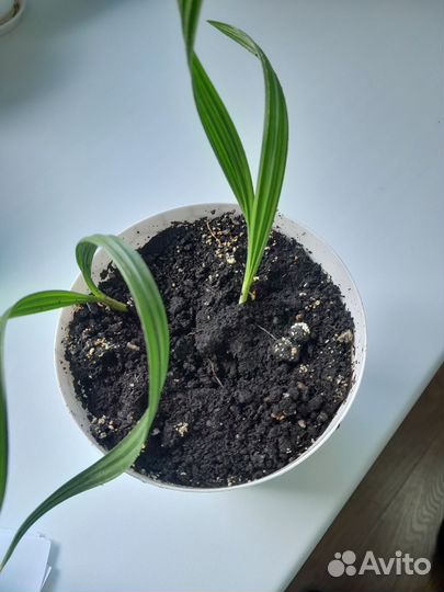 Финиковая пальма