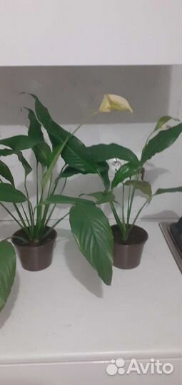 Фиалки, спатифиллум(женск.счастье),денежное дерево