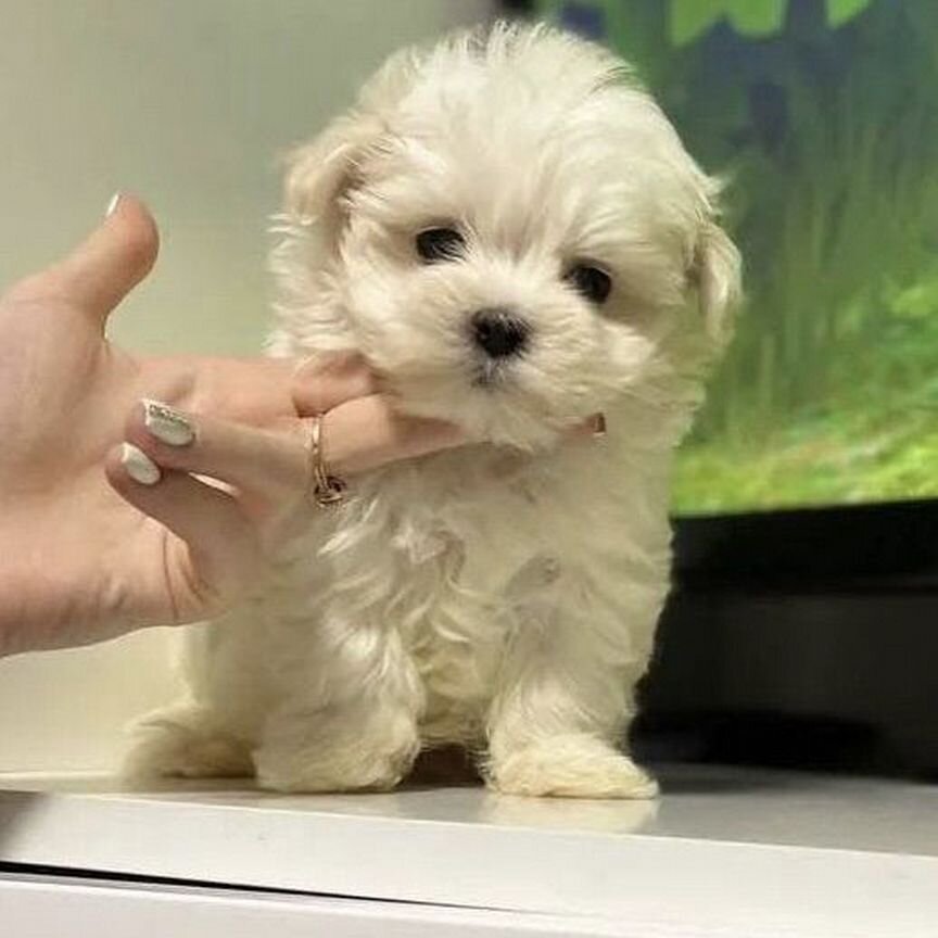 Мини Шедеврик Мальтипу. Maltipoo f1