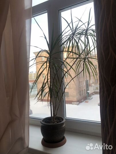 Комнатные цветы драцена