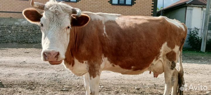 Корова высокоудойная