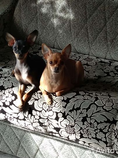 Мини той-терьер щенки