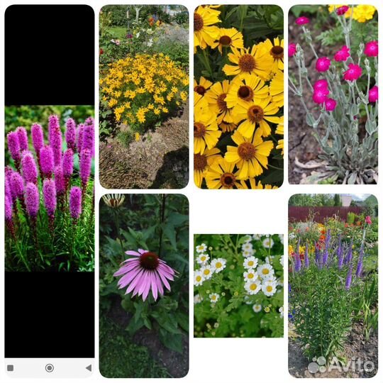Цветы для сада