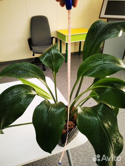 Эухарис амазонская лилия