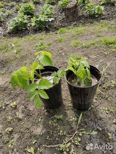 Саженцы малины 