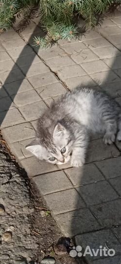 Котята в добрые руки бесплатно