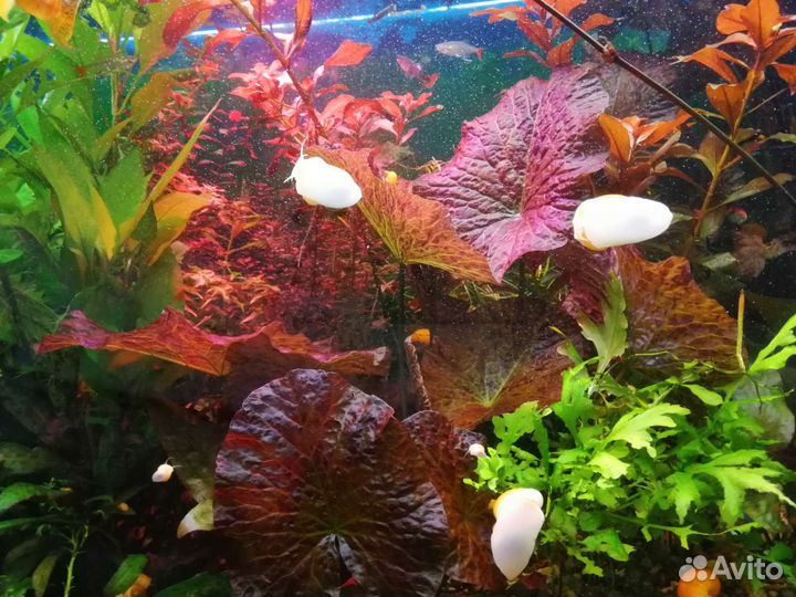 Аквариумные растения, нимфея, ароматика, гуппи