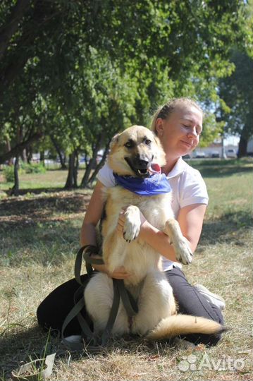 Собака в добрые руки отдам бесплатно