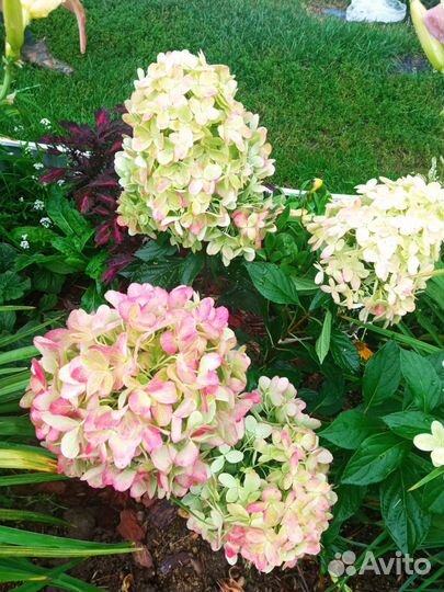 Гортензии метельчатые самовывоз