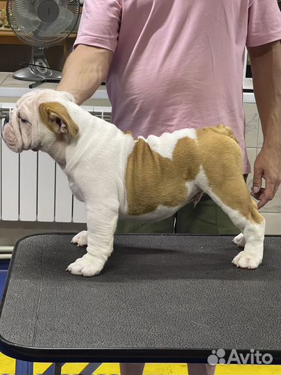 Англичанин