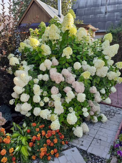 Дача 30 м² на участке 5 сот.